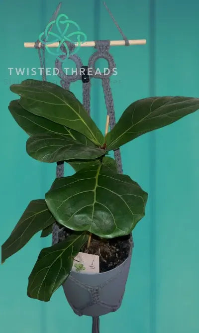 Macrame plant hanger featuring Shadow the Owl design by Twisted Threads Au, with intricate knots and natural beige fibers.